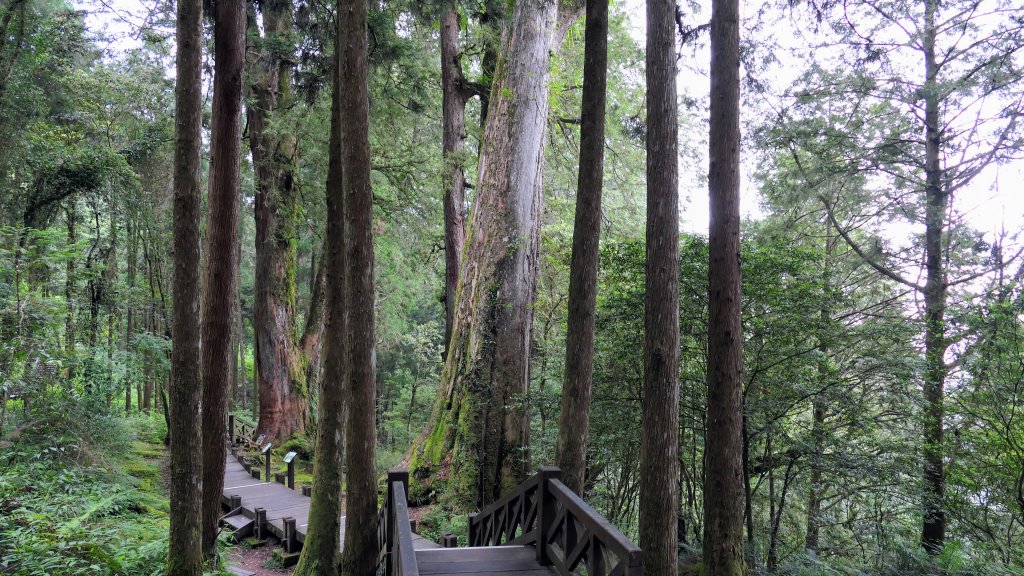 阿里山森遊區-神木步道_2536804