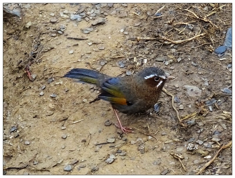 合歡石門山步道_907892