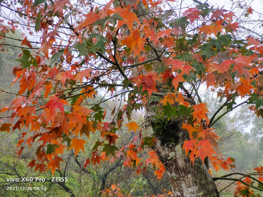 20211226中之關_1618296