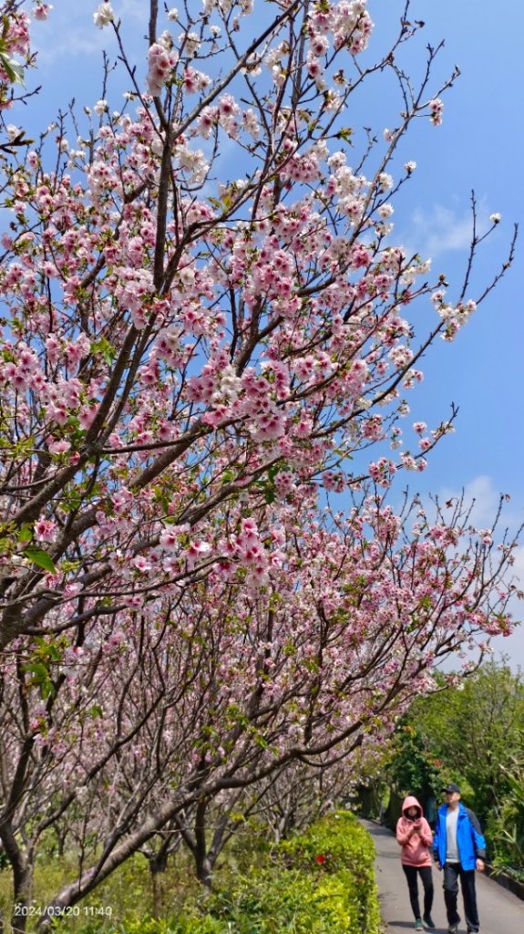 陽明山上墨染櫻大爆發_2457645