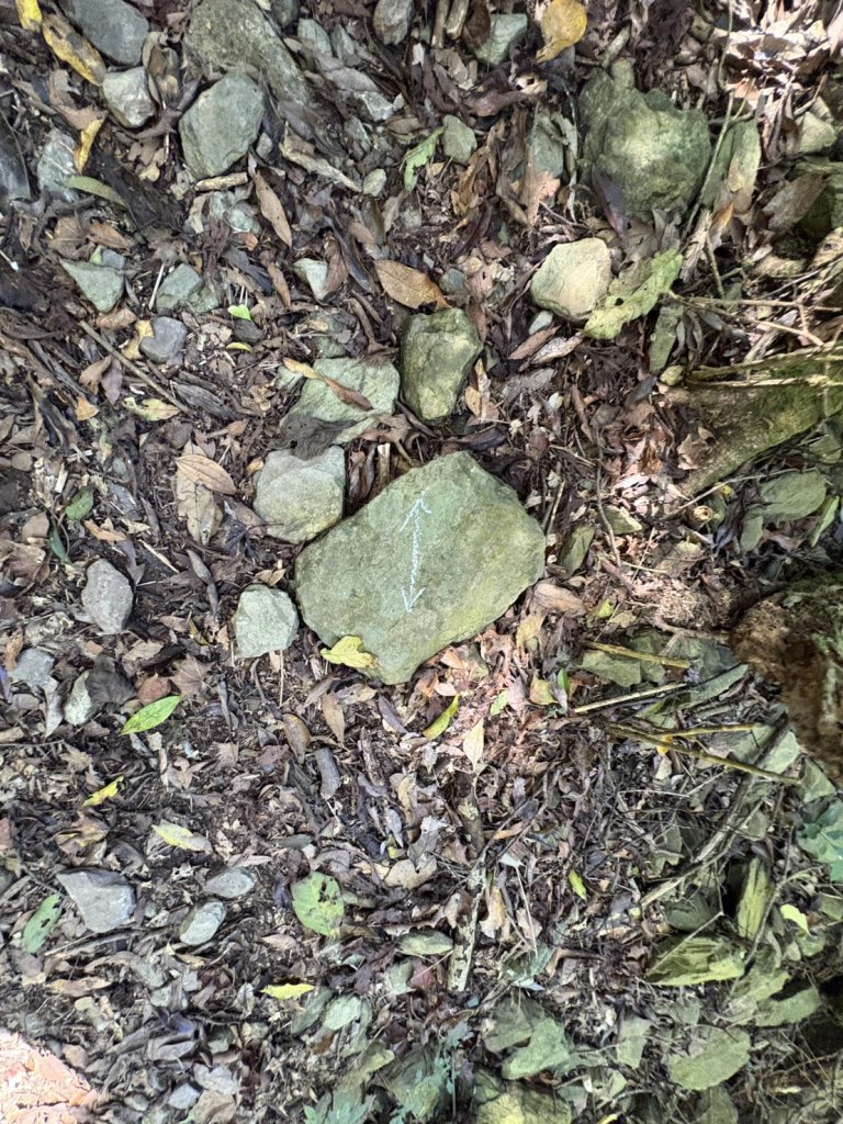 20251116鳴海山、網子山登山步道_2938358