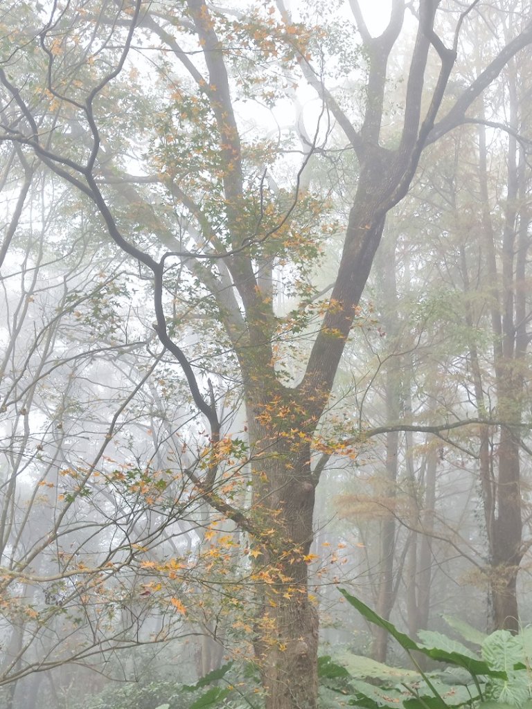 九讚頭車站-大崎棟.茶亭.逃學.騎龍古道20幾K繞大O_2972508