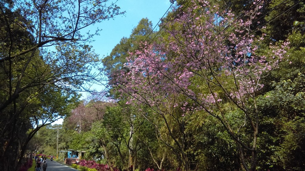 絢麗燦爛的滬尾櫻花大道、景致優美的天元宮封面圖