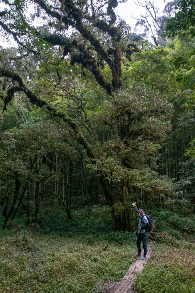 溪頭-烏土堀林道上金柑樹山_2010606