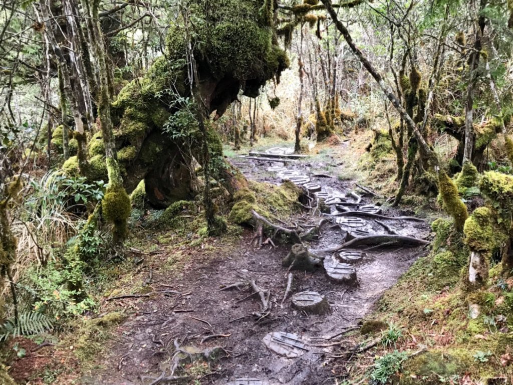 雨霧散遊太平山_885964