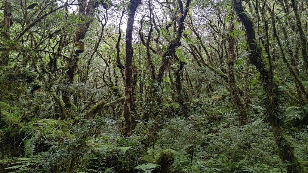 棲松縱走未竟_2918332