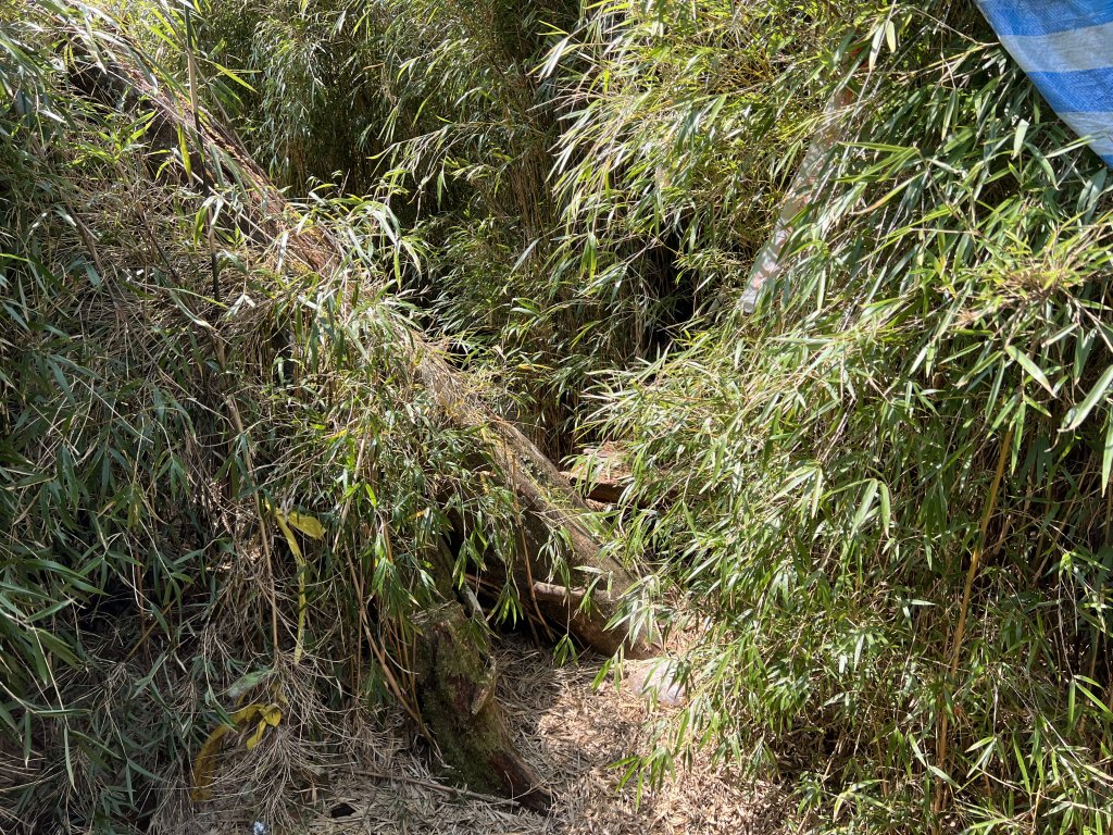 【奇萊東稜D3、4】立霧主山、帕托魯山出岳王亭_2107325