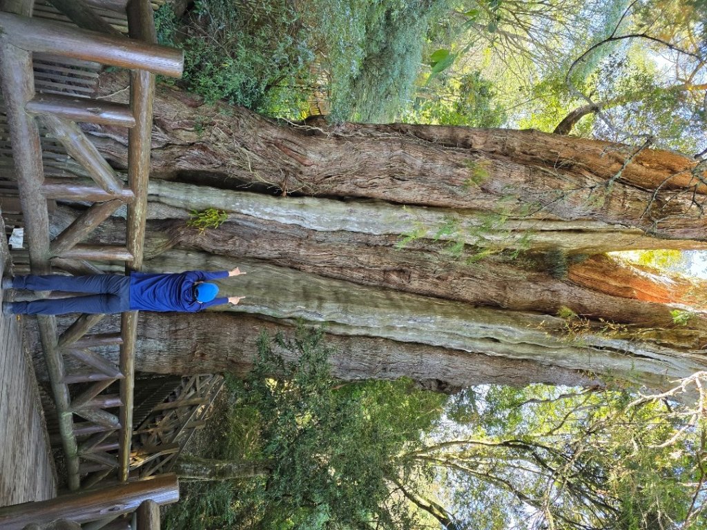 東埔山／鹿林山／鹿林神木_2666726