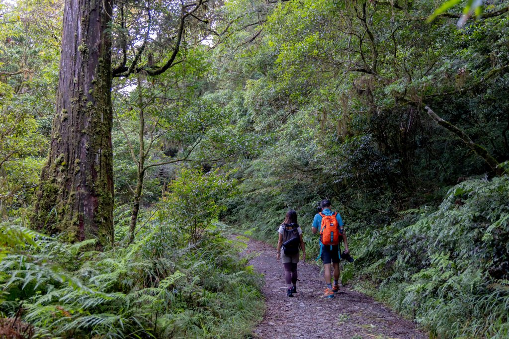浸水營古道：橫跨中央山脈的百年古徑_1897516