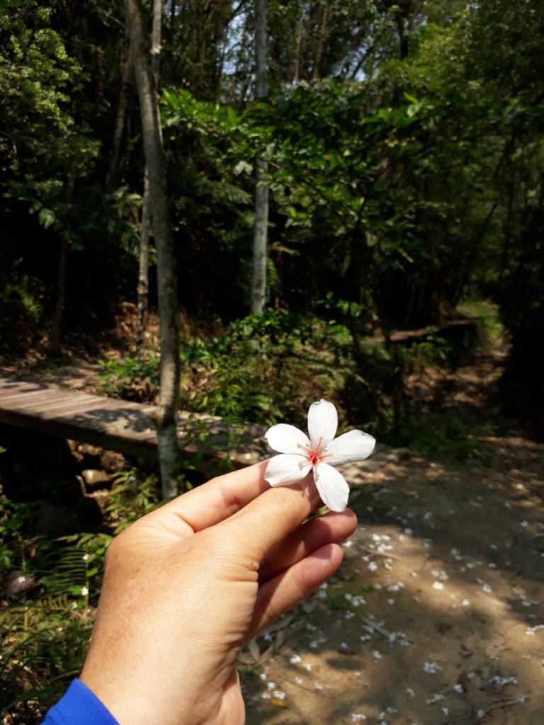 南投魚池澀水生態步道20190409_563573