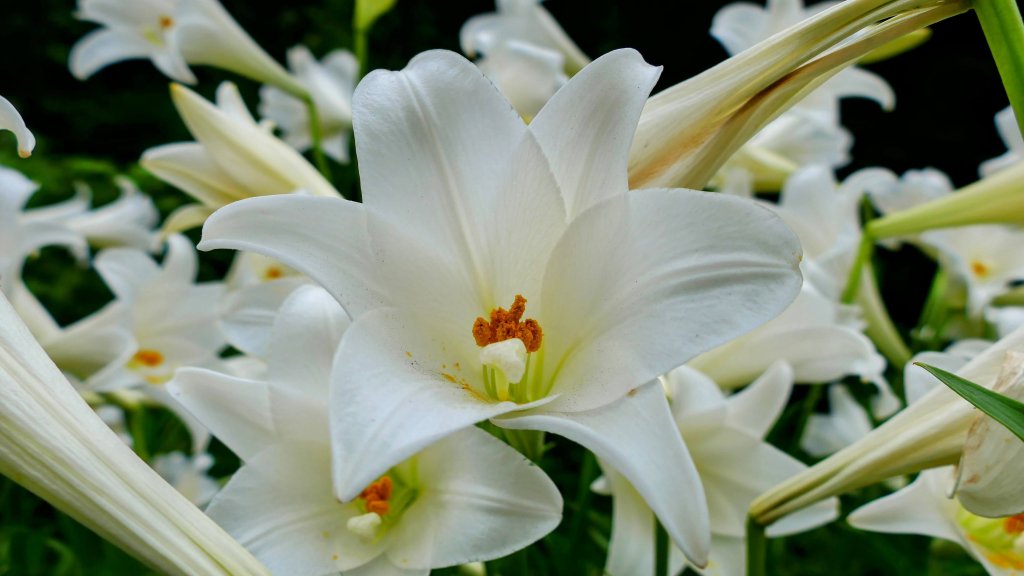 白石湖沒有百合花。晶片關稅_2781540