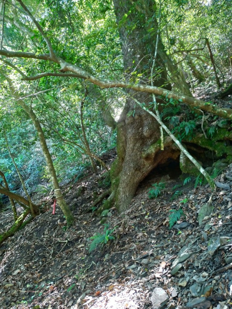 馬馬宇頓山 南橫公路_1035665