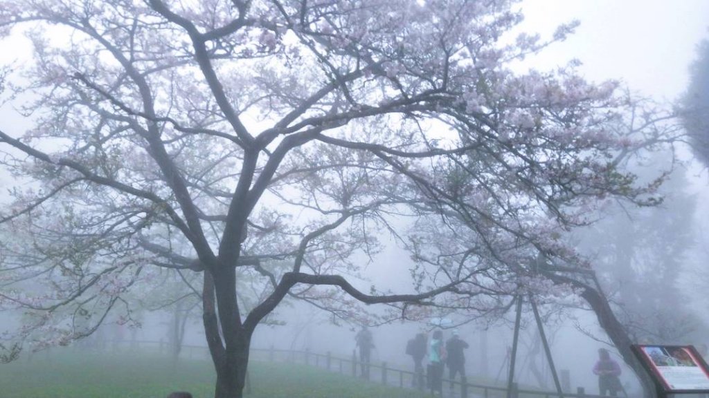 阿里山工作室 三月櫻花季封面圖