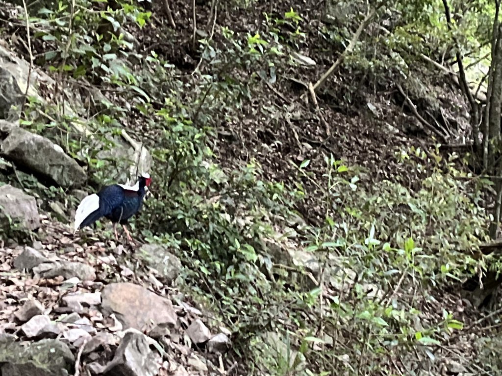 台中 和平 波津加山_2761898