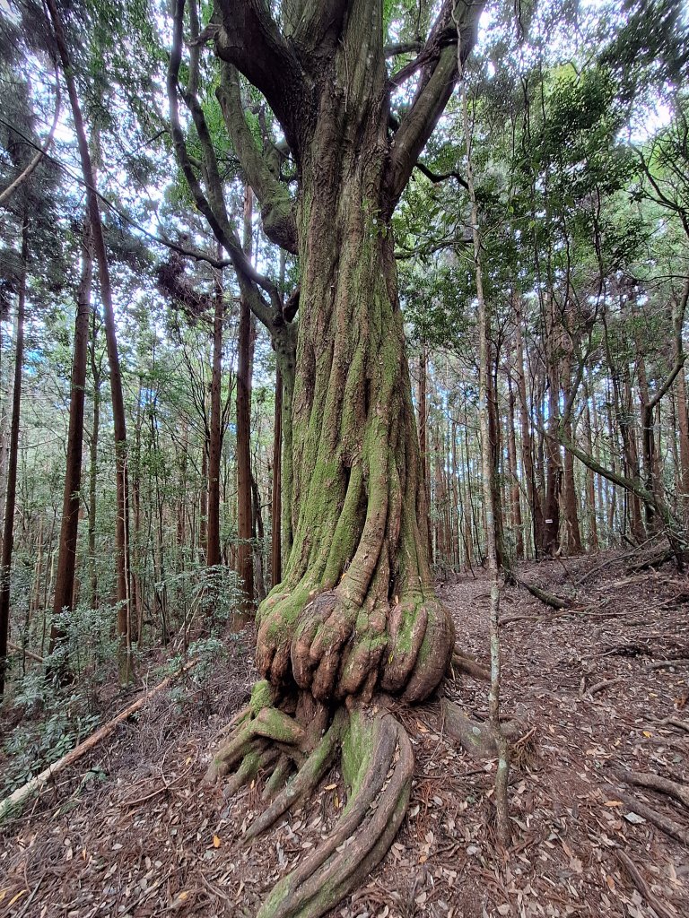 野馬瞰山20241123封面圖