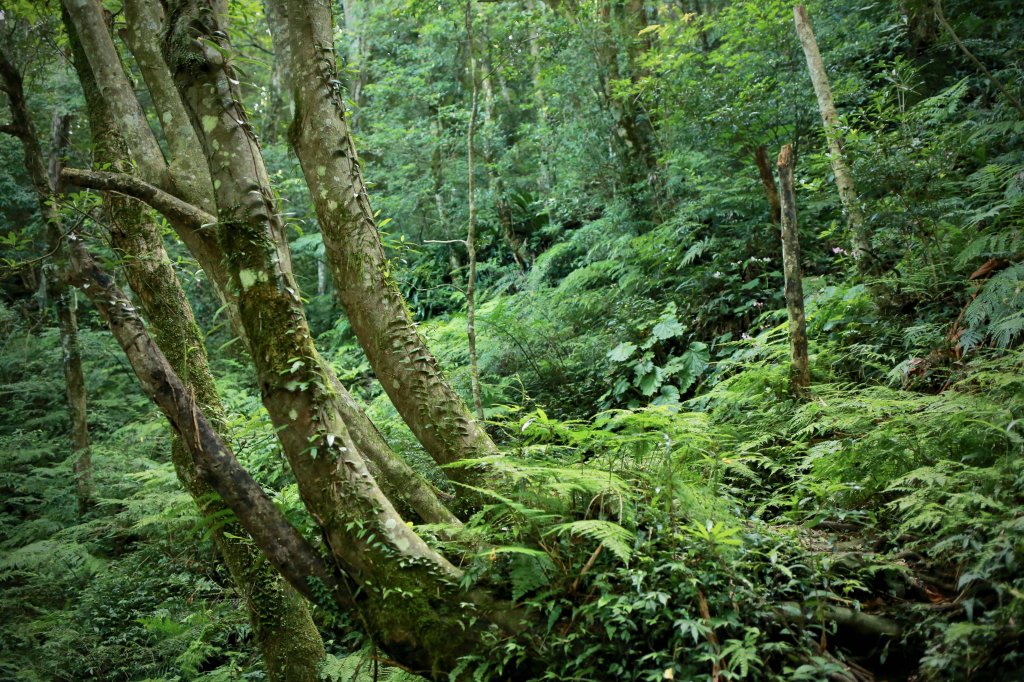 尖石鄉：那結山、貴妃山_1080928