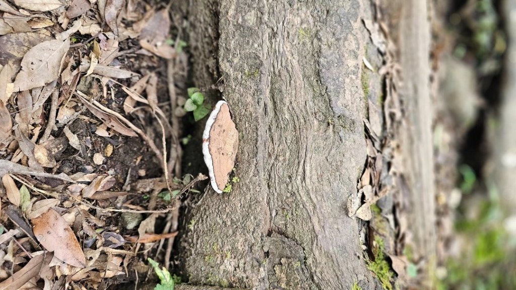 【暑假停課不停走】解鎖第49座小百岳#093都蘭山_2822535