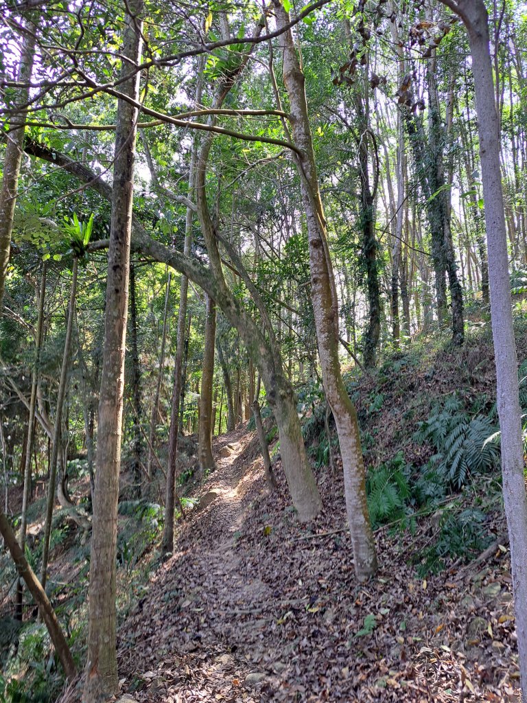 竹山八通關古道社寮段+陳東坑山+溪洲大山ｄ型走20230219_2037432