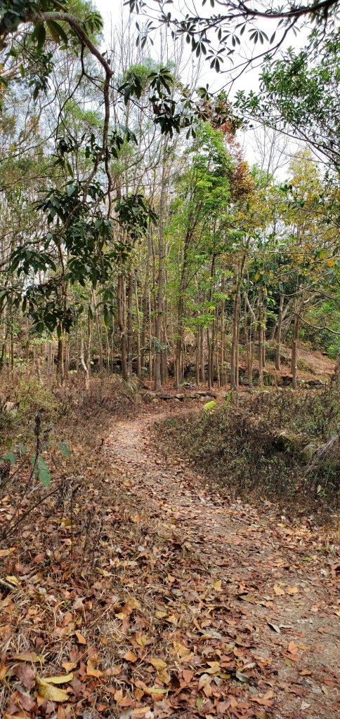 2023-04-15刣牛湖山登山步道_2114687