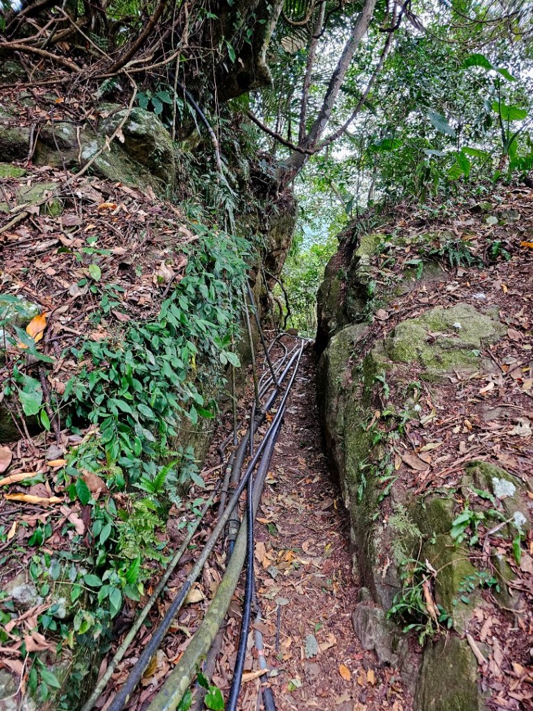 馬胎古道、馬胎二期古道、南坪古道_2986021