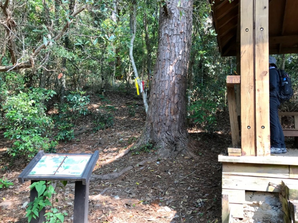 德芙蘭步道環走東卯山_565622