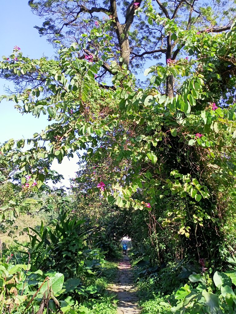桃園大溪石門水庫楓林步道、齋明寺古道【南山神壽任務】_1963919