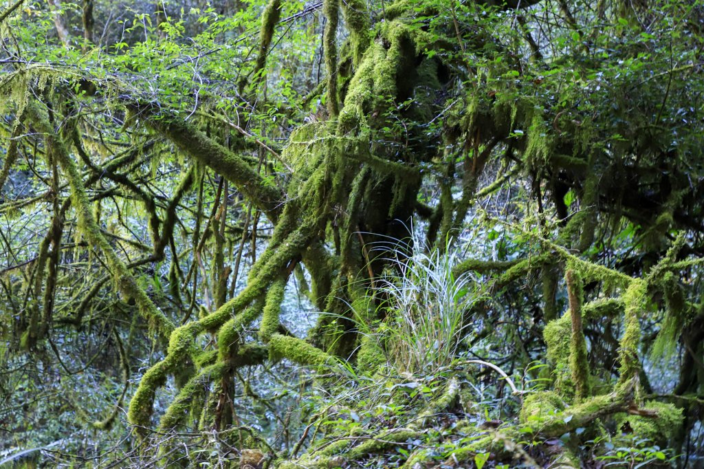 能安縱走(續篇)_1235239