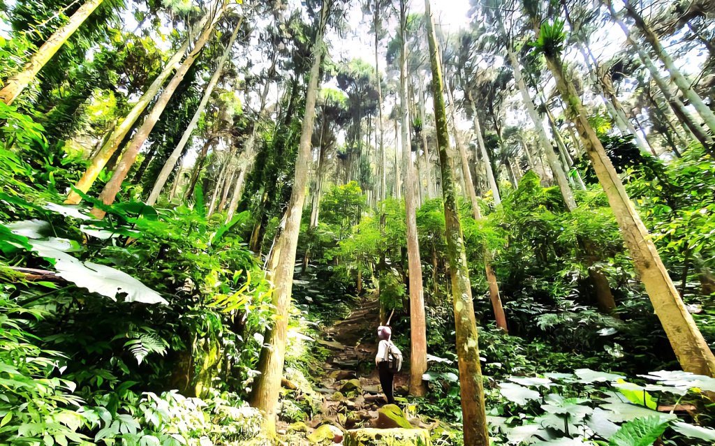 【中級山】五指凌霄，夕照山嵐，新竹五指山封面圖