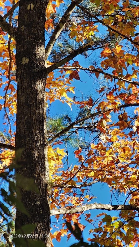 2022霞喀羅古道精華段/養老-白石吊橋賞🍁楓趣_1970438