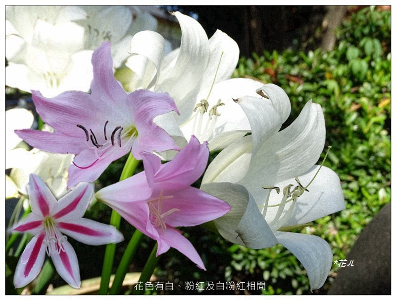 夏日香殊蘭的花開_2180073