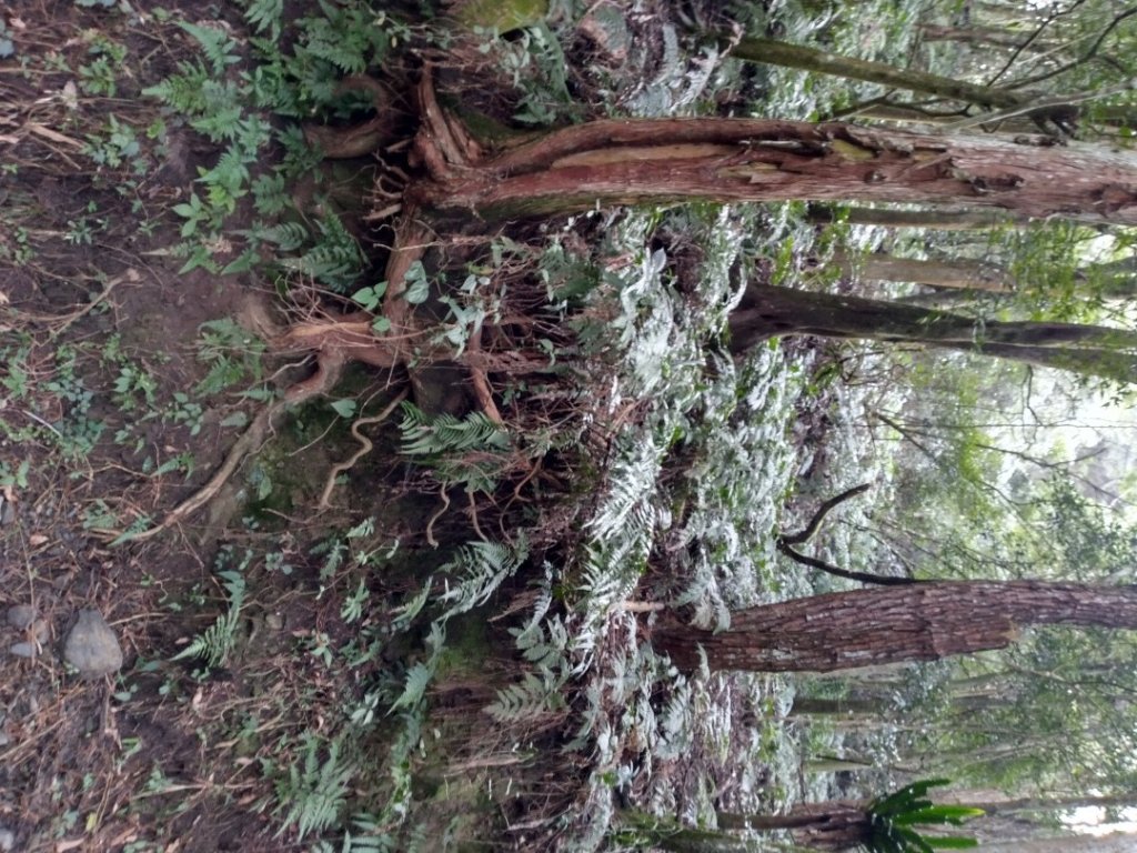 小關山林道 20240210_2439840