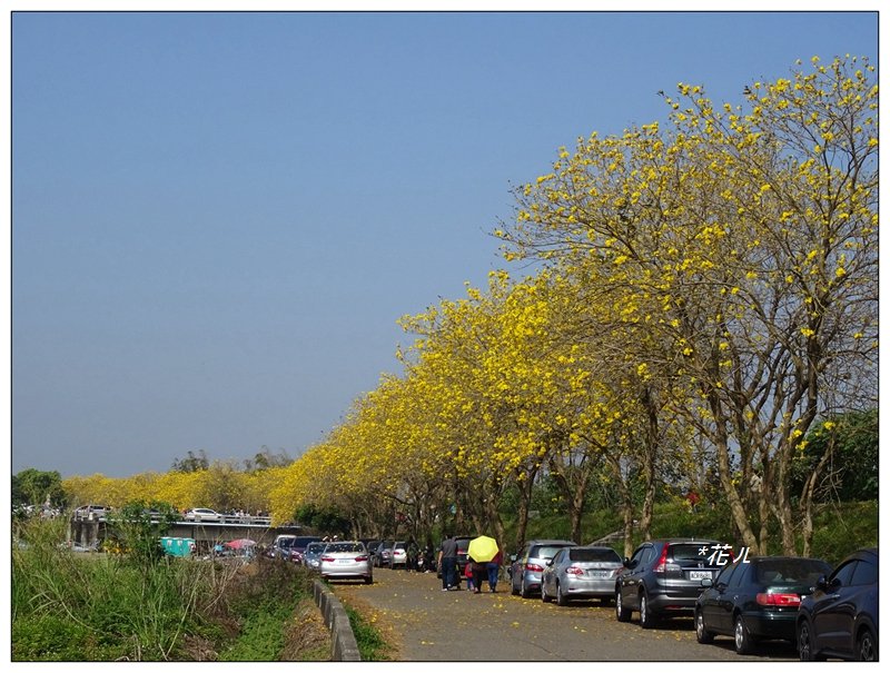 嘉義/朴子溪風鈴木_874458