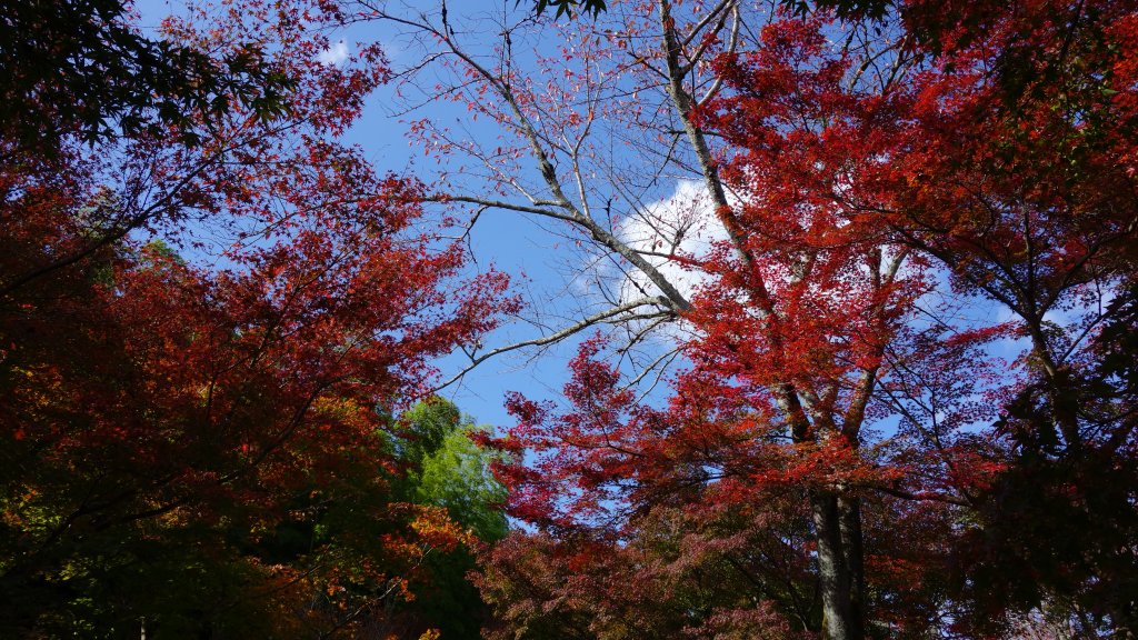 日本京都嵐山_652048