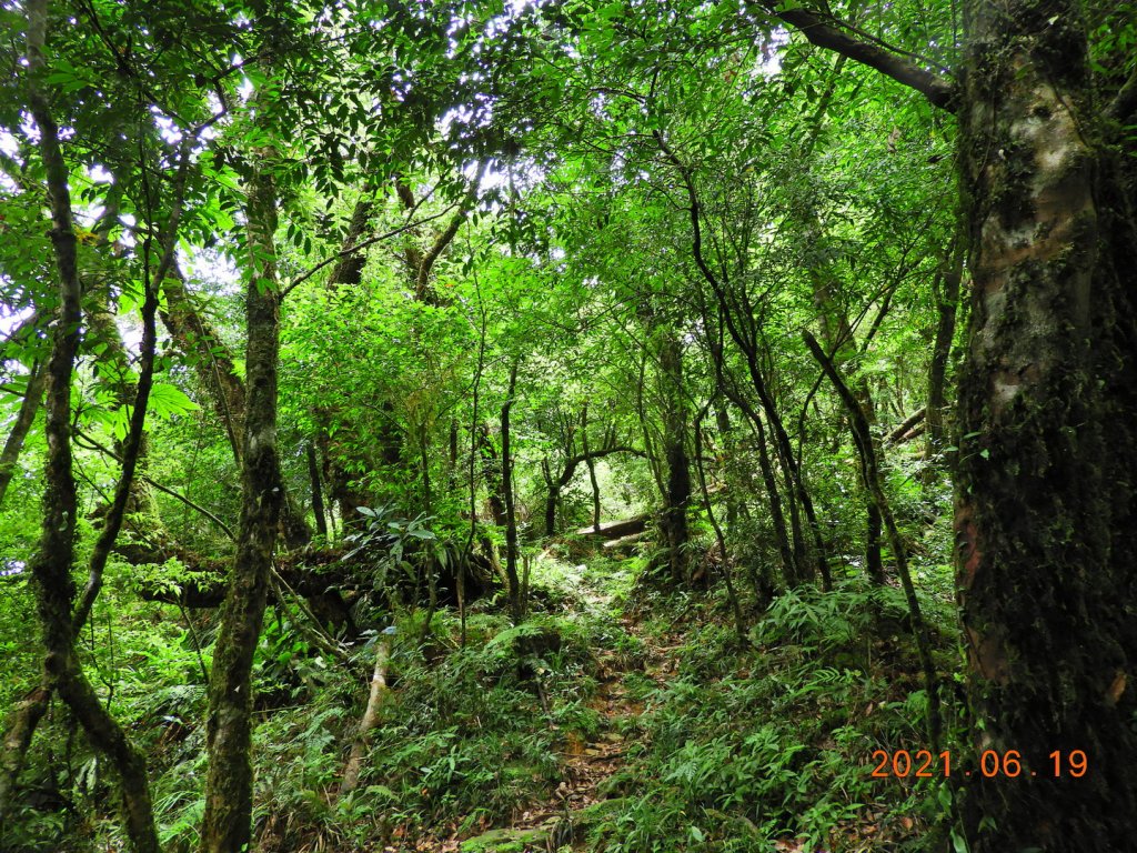 宜蘭 南澳 安平坑林道 - 蘭崁山_1417329