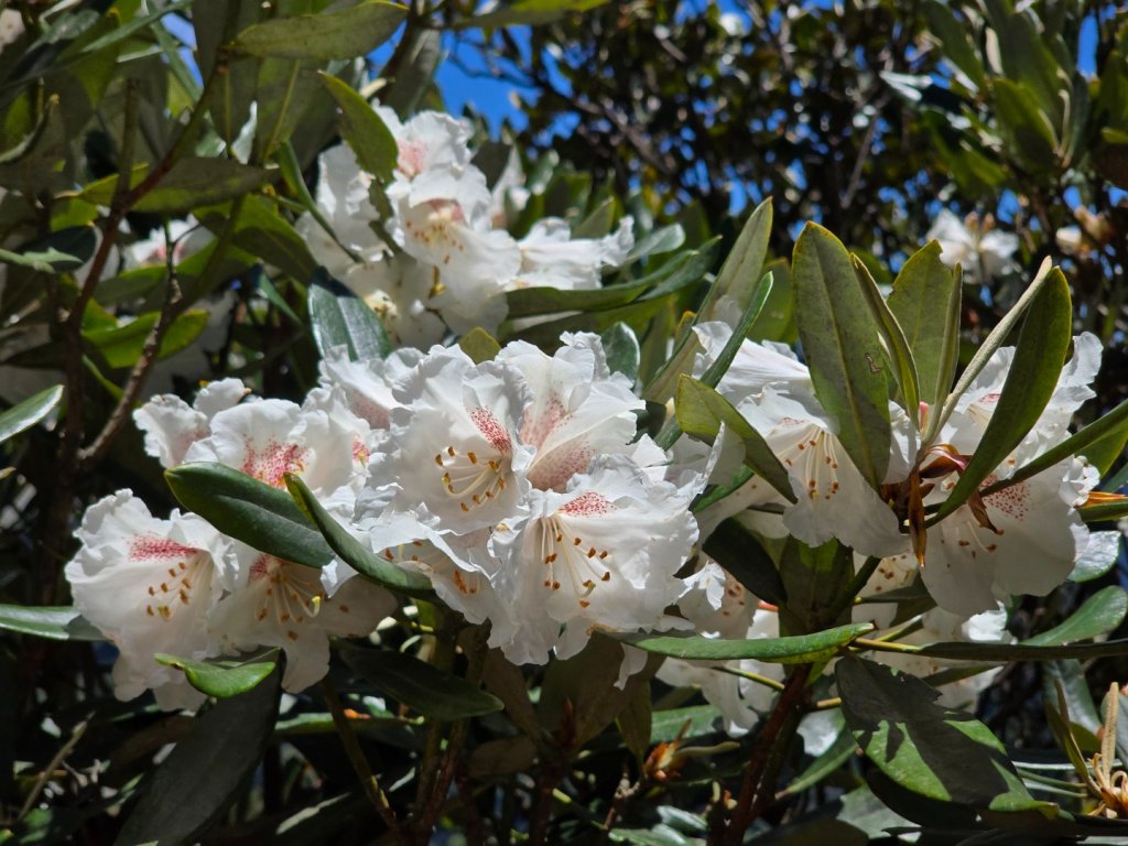 鳶嘴山杜鵑盛開_2770262