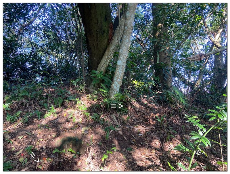 草嶺山、白石山、頭寮山 六連峰 O型路線_2798691