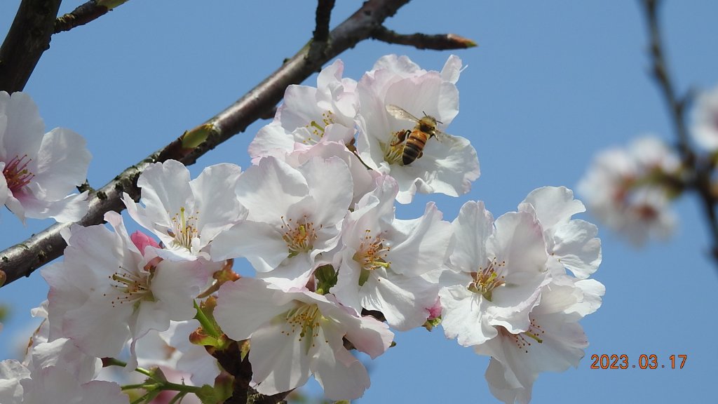 追花是簡單的快樂，賞花是恬淡的幸福。3/17_2073419