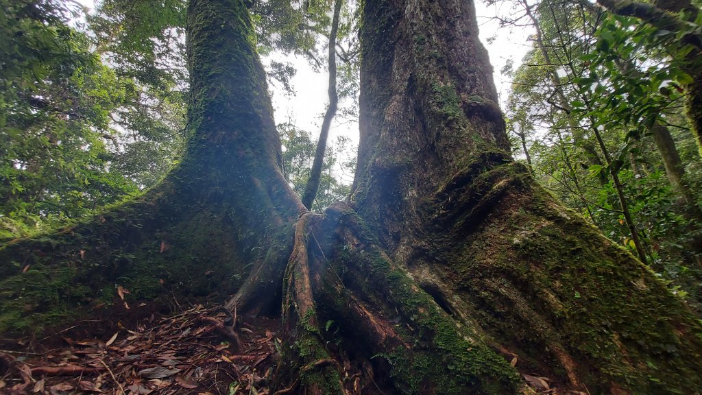橫嶺山 隧道 主峰 沙蓮山 鳶嘴 8字型_1452209