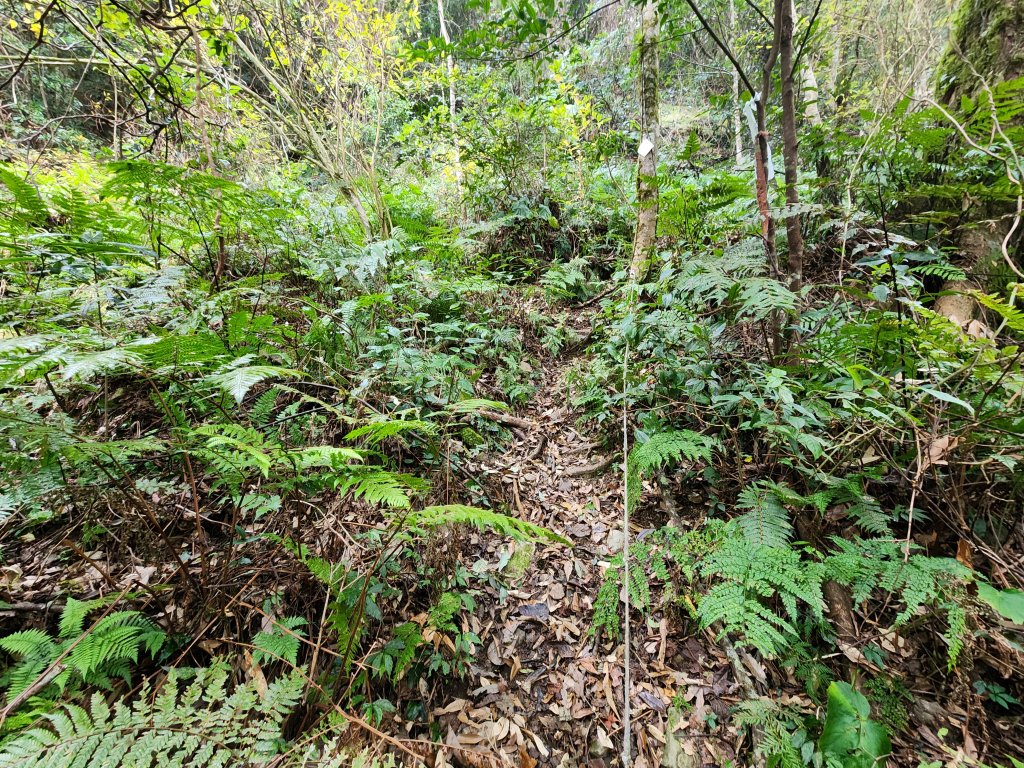 20250112貴妃山那結山外鳥嘴山蓮包山O型_2727128