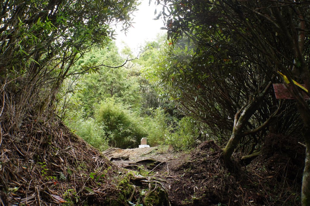 桃園 復興 把家灣山、低陸山_2865399