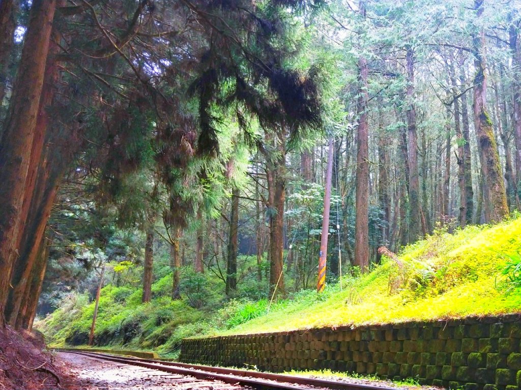 消失眠月線 檜木林百年蒸氣火車行駛_911566