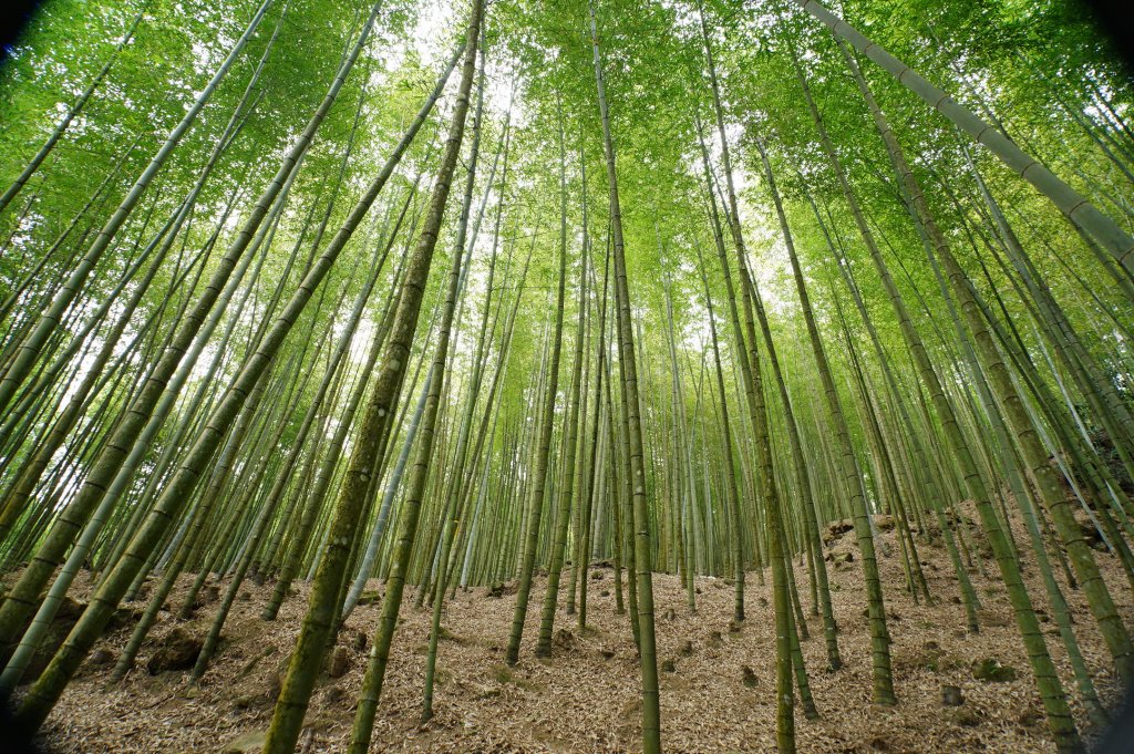 南投 鹿谷 龍鳳山、龍鳳峽山、三叉崙山、水桶寮山、內樹皮山、羊頭崙山、志騰山、竹崙山、溪頭山_2962290