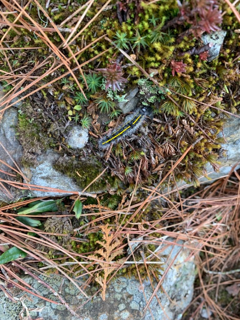 寒流凍雨中獨攀東埔上郡大山下開高山 追雪失敗 2022.2.19-2022.2.20_1617084