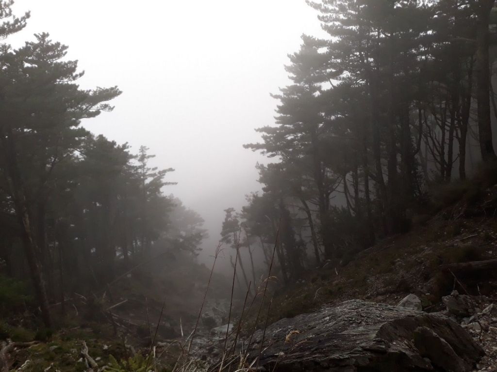 嘉明湖、向陽山、三叉山_336105