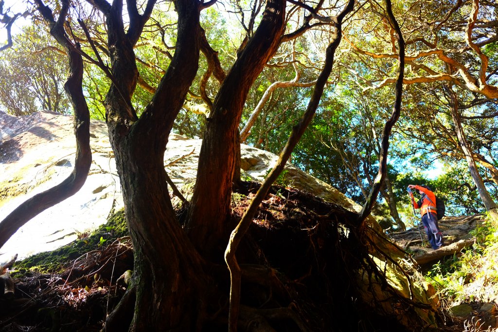 光影森林-那結山縱走貴妃山_773702