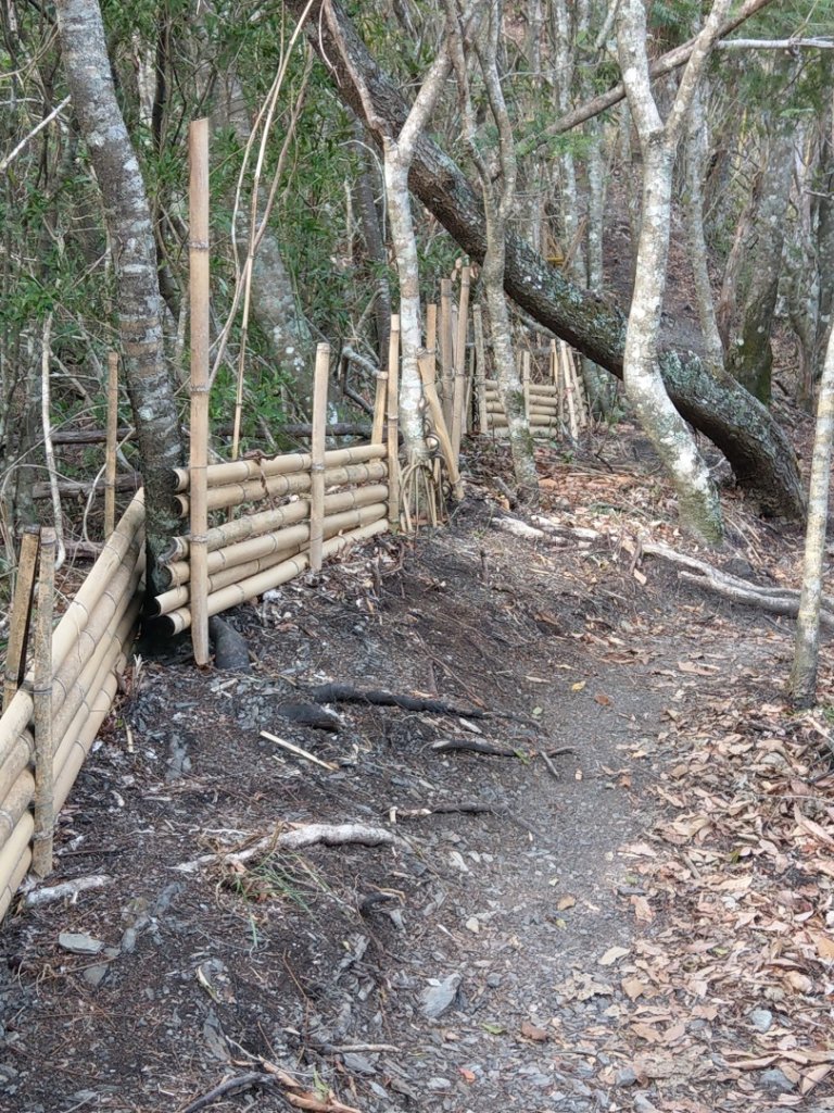 司馬庫斯賞櫻花+巨木群登山步道_845211