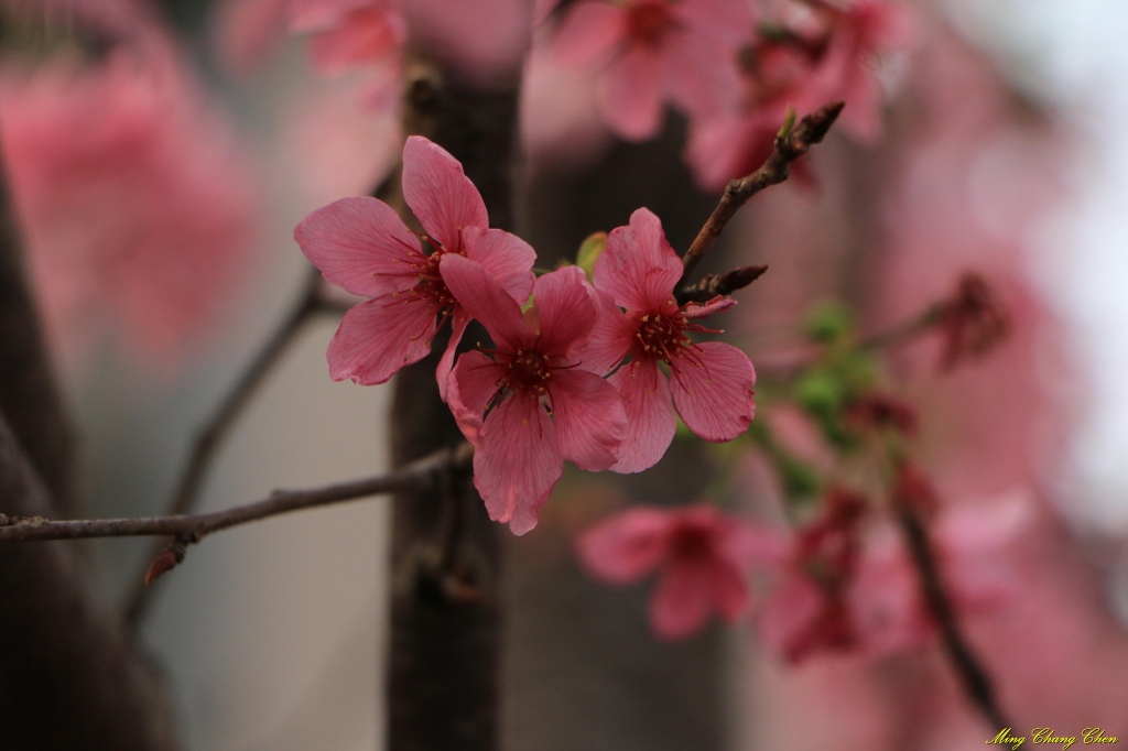 20160402~北投文化公園~_33578