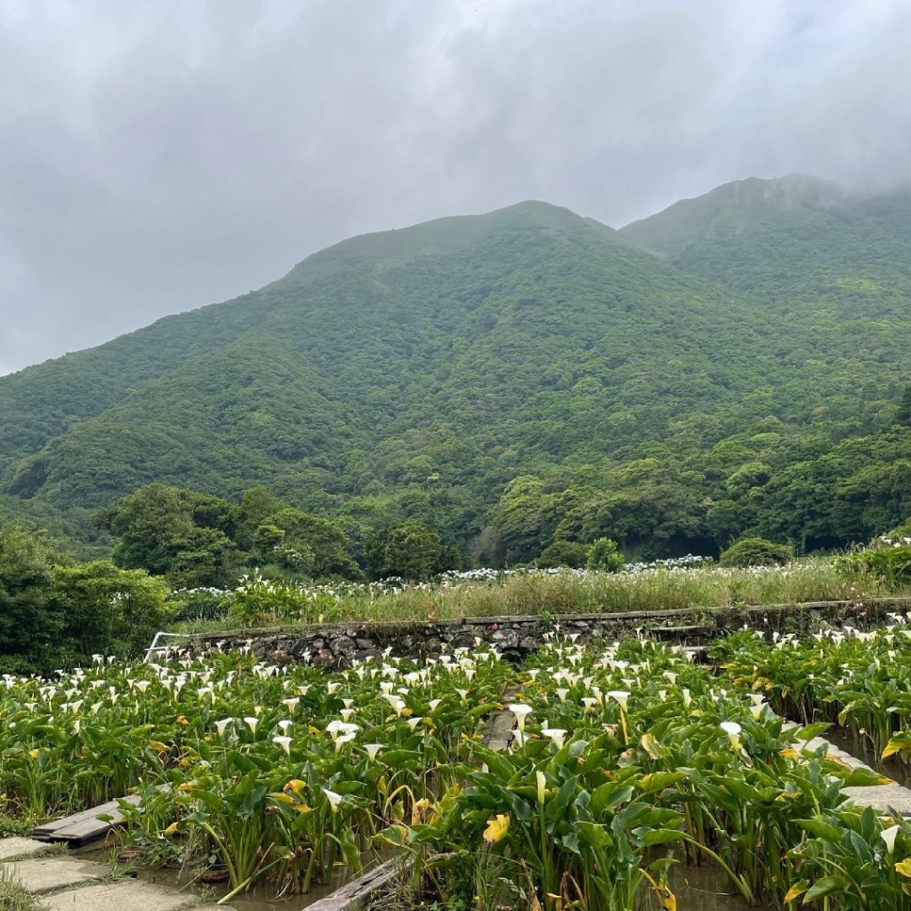 20210509陽明山竹子湖_1379414