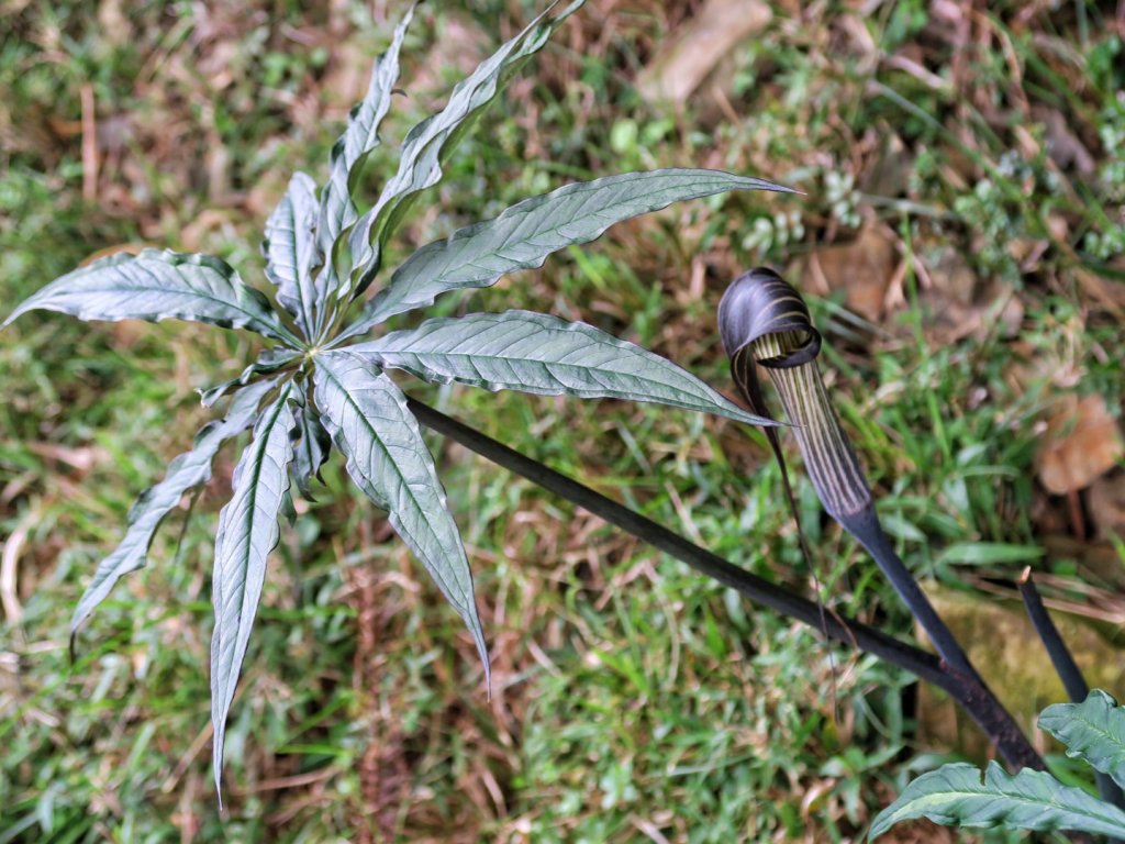 鹿林山 鹿林前山 麟趾山塔塔加三山縱走_1741241