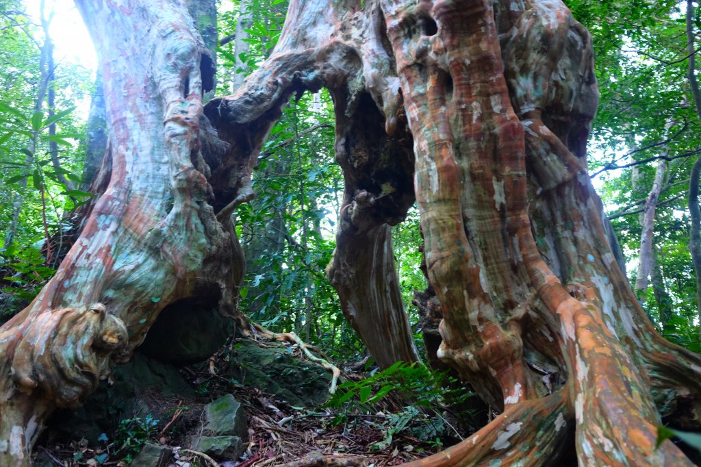 光影森林-那結山縱走貴妃山_773683